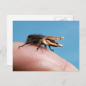 Crocobug Postkarte (Vorne/Hinten)