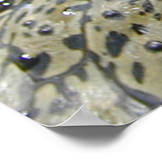 Crocodile eye poster (Ecke)