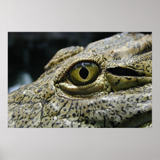 Crocodile eye poster