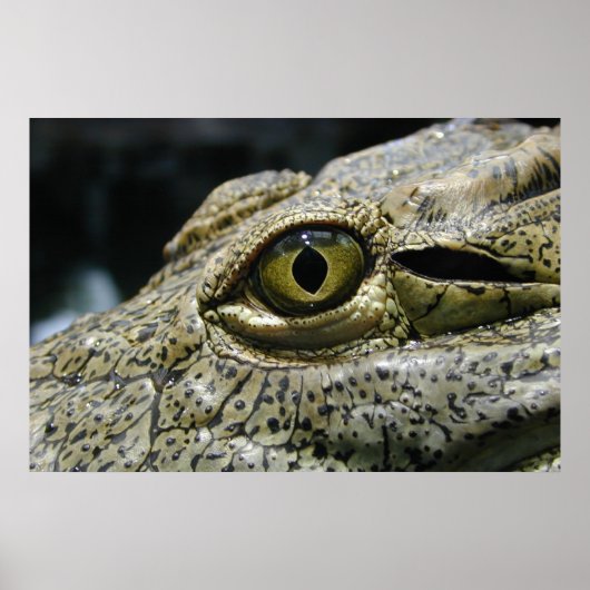Crocodile eye poster (Vorne)
