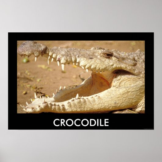 crocodile Jaws from JungleWalk.com Poster (Vorne)