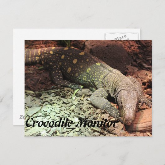 Crocodile Montior Postkarte (Vorne/Hinten)