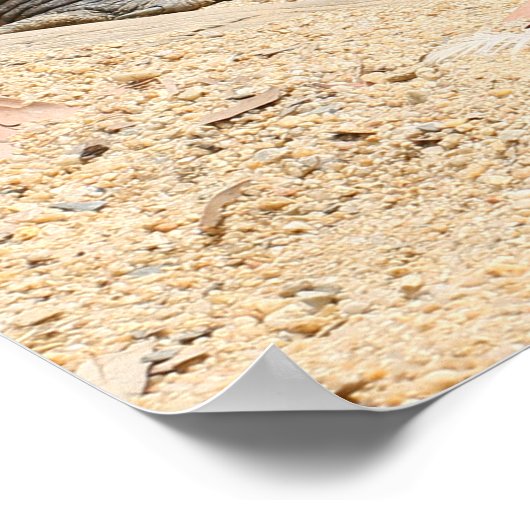 Crocodile Poster (Ecke)