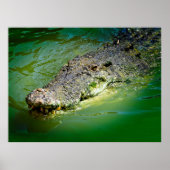 Crocodile Poster (Vorne)