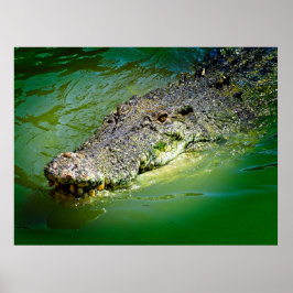 Crocodile Poster