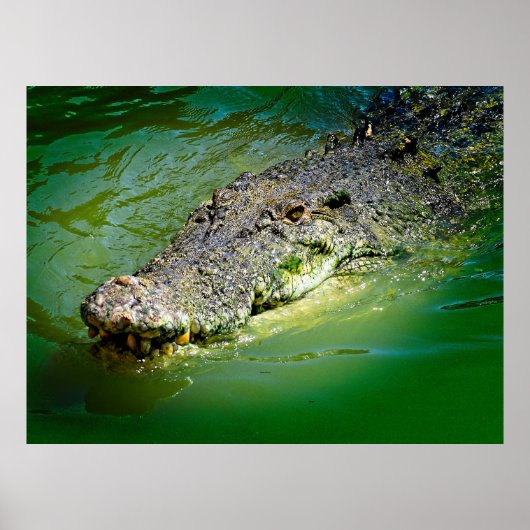 Crocodile Poster (Vorne)
