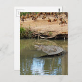 CROCODILE QUEENSLAND AUSTRALIEN POSTKARTE (Vorne/Hinten)