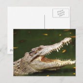 Crocodile und Caiman von Junglewalk.com Postkarte (Vorne/Hinten)