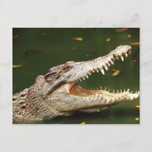 Crocodile und Caiman von Junglewalk.com Postkarte