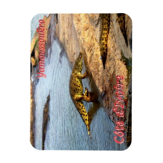 Crocodile Walking - Magnet (Vertikal)