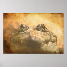 Crocodylus Moreletii Nah