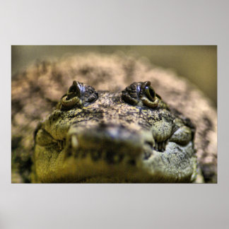 Crocodylus Moreletii nahes hohes Poster
