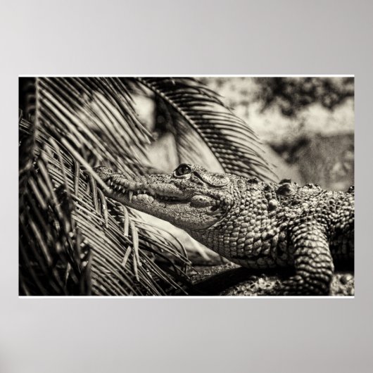Crocodylus Moreletii Poster (Vorne)