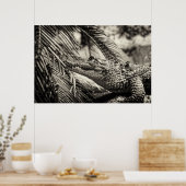 Crocodylus Moreletii Poster (Küche)