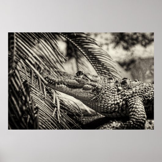 Crocodylus Moreletii Poster (Vorne)