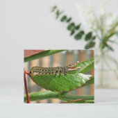 Crocopillar-Postkarte Postkarte (Stehend Vorderseite)