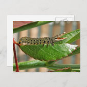 Crocopillar-Postkarte Postkarte (Vorne/Hinten)