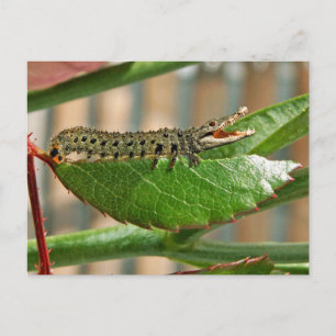 Crocopillar-Postkarte Postkarte