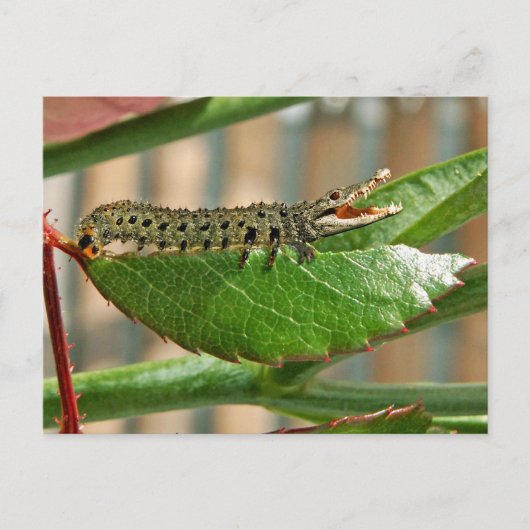 Crocopillar-Postkarte Postkarte (Vorderseite)