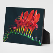 Crocosomia Lucifer Montbretia Floral Fotoplatte (Seite)