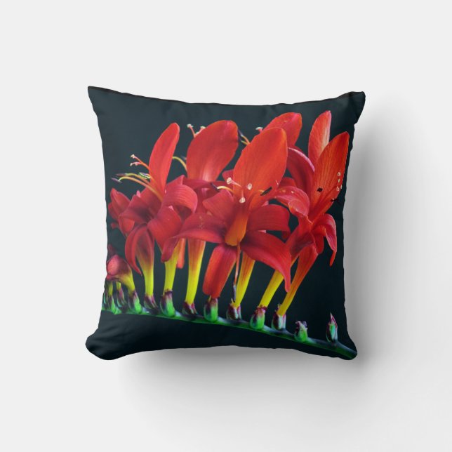 Crocosomia Lucifer Montbretia Floral Kissen (Vorderseite)