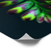 Crocosomia Lucifer Montbretia Floral Poster (Ecke)