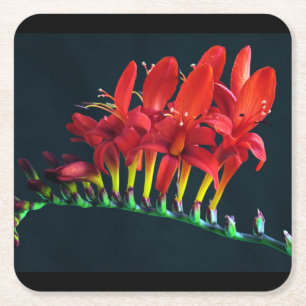 Crocosomia Lucifer Montbretia Floral Rechteckiger Pappuntersetzer