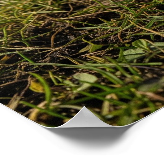 Crocses in Early Spring Poster (Ecke)