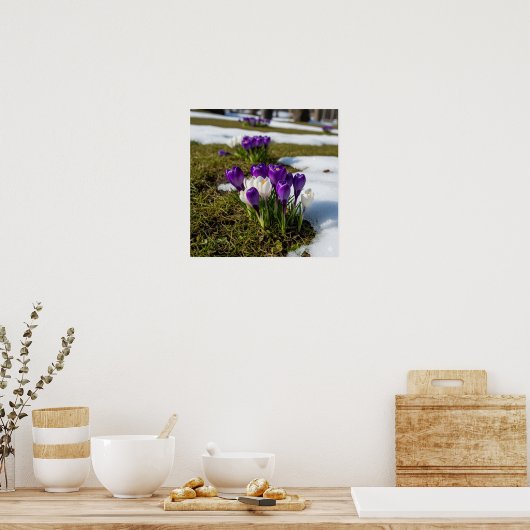 Crocses in Early Spring Poster (Küche)