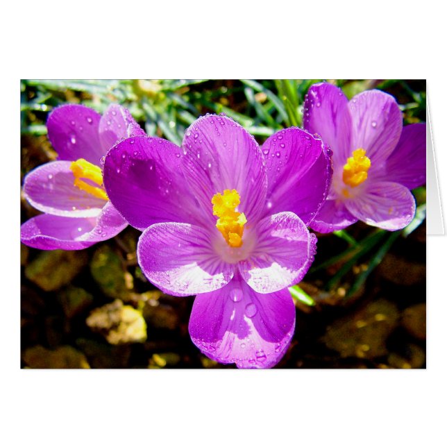 CROCUS (Vorderseite (Horizontal))