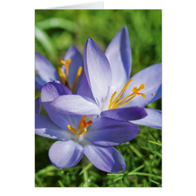 Crocus (Vorne)