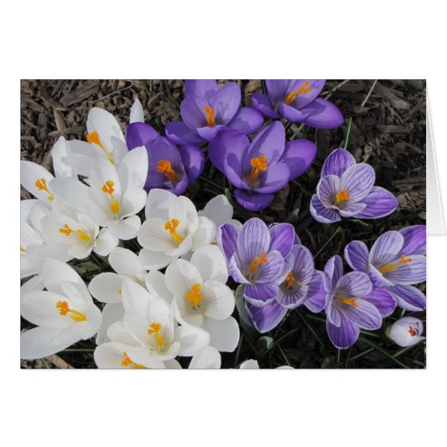 Crocus (Vorderseite (Horizontal))