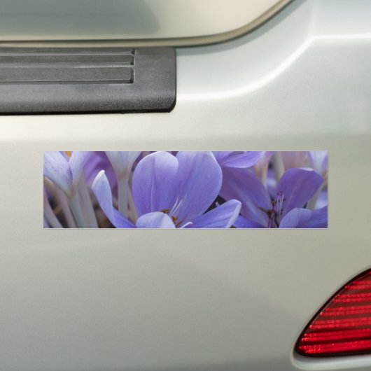 Crocus Autoaufkleber (Auf Auto)