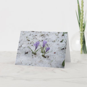 Crocus-Blank Card Karte
