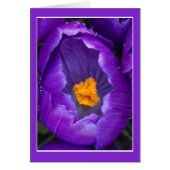 Crocus Blossom (Vorne)
