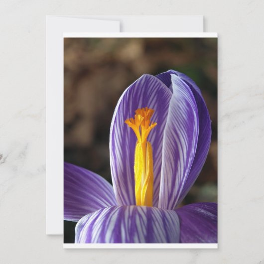 Crocus Blossom - Einladung (Vorderseite)