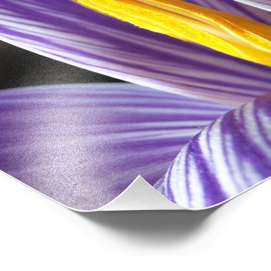 Crocus Blossom - Kunstdrucken Fotodruck (Ecke)