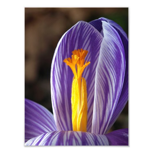 Crocus Blossom - Kunstdrucken Fotodruck (Vorne)