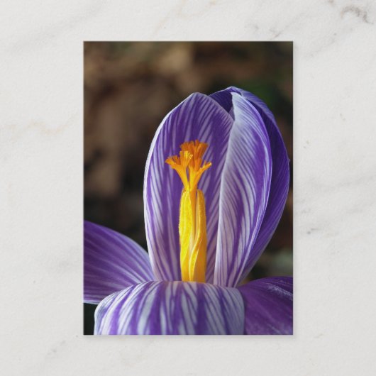 Crocus Blossom - Visitenkarte (Vorderseite)