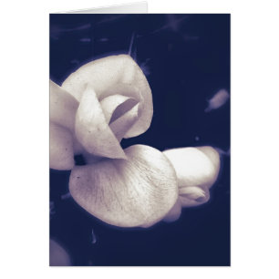Crocus Blume Blossom in Schwarz-Weiß