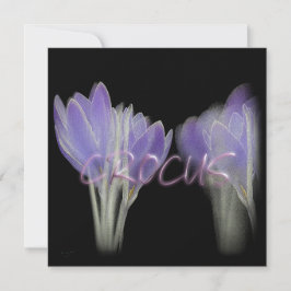 CROCUS-BLUME FEIERTAGSKARTE