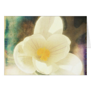Crocus Blume Grunge