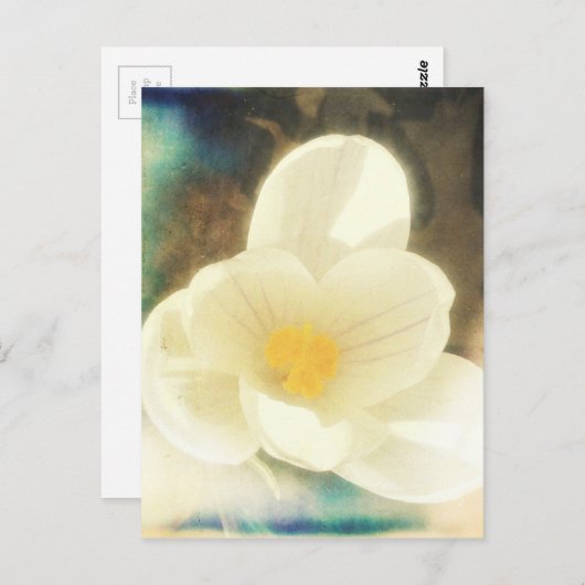 Crocus Blume Grunge Postkarte (Vorne/Hinten)