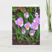 Crocus Blume Happy Oaster Karte (Vorderseite)