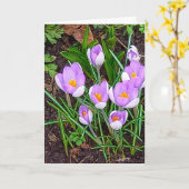 Crocus Blume Happy Oaster Karte (Gelbe Blume)