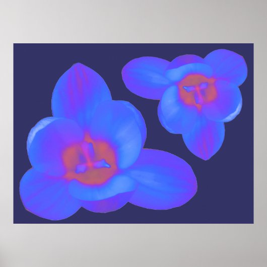 Crocus Blume Hot und Cold Print Poster (Vorne)