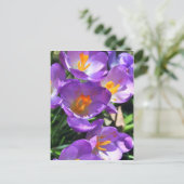 Crocus Blume.jpg Postkarte (Stehend Vorderseite)