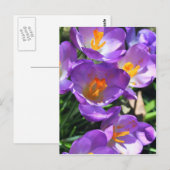 Crocus Blume.jpg Postkarte (Vorne/Hinten)