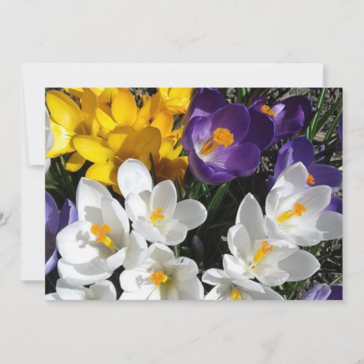 Crocus Blume Mix Floral Dankeskarte (Vorderseite)