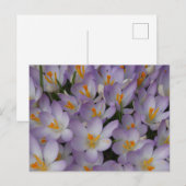 Crocus Blume Muster DIY Postkarte (Vorne/Hinten)
